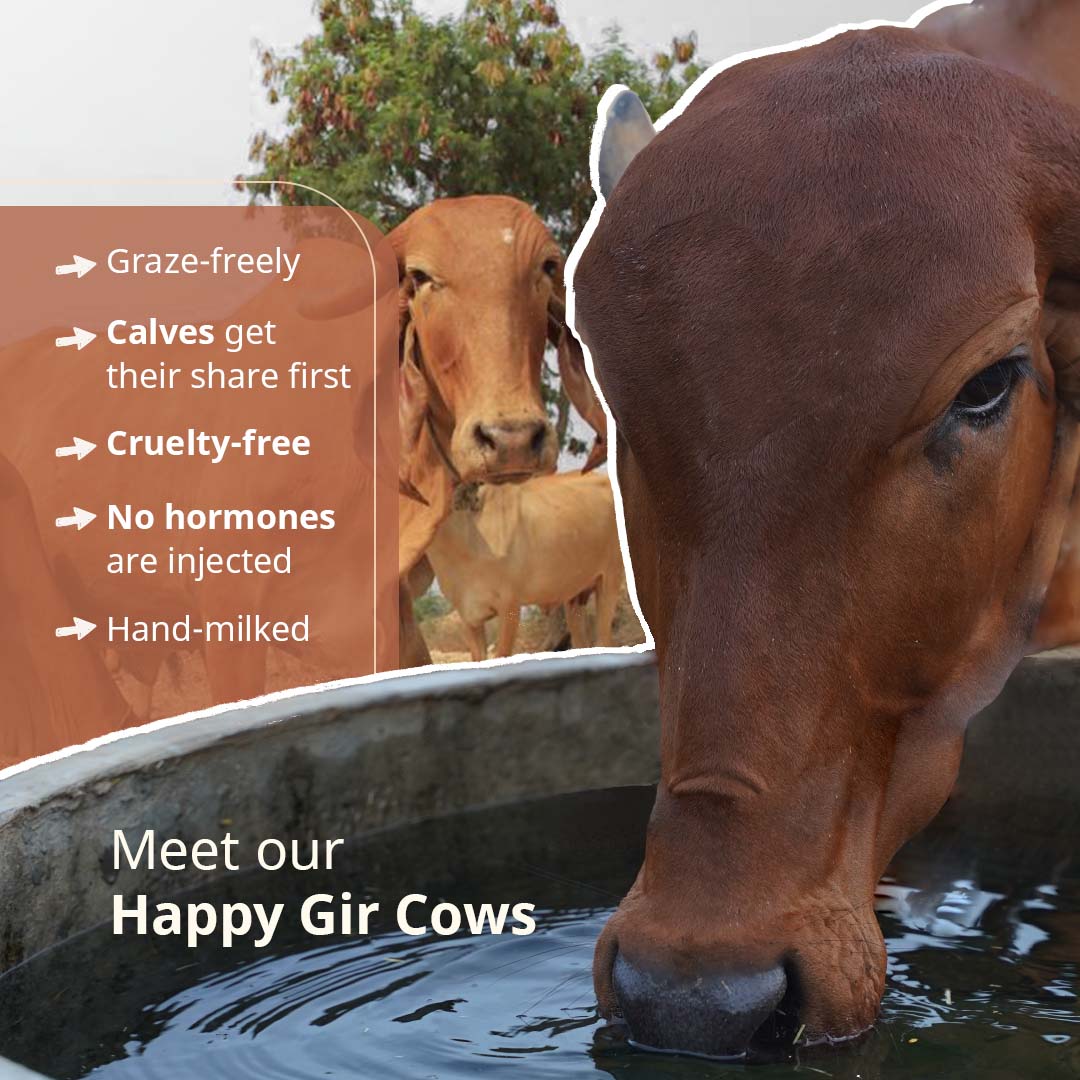 Hallikar Ghee and Gir Ghee Combo