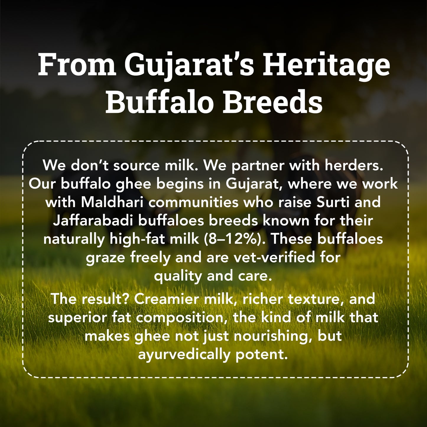 Bilona-Churned Desi Buffalo Ghee