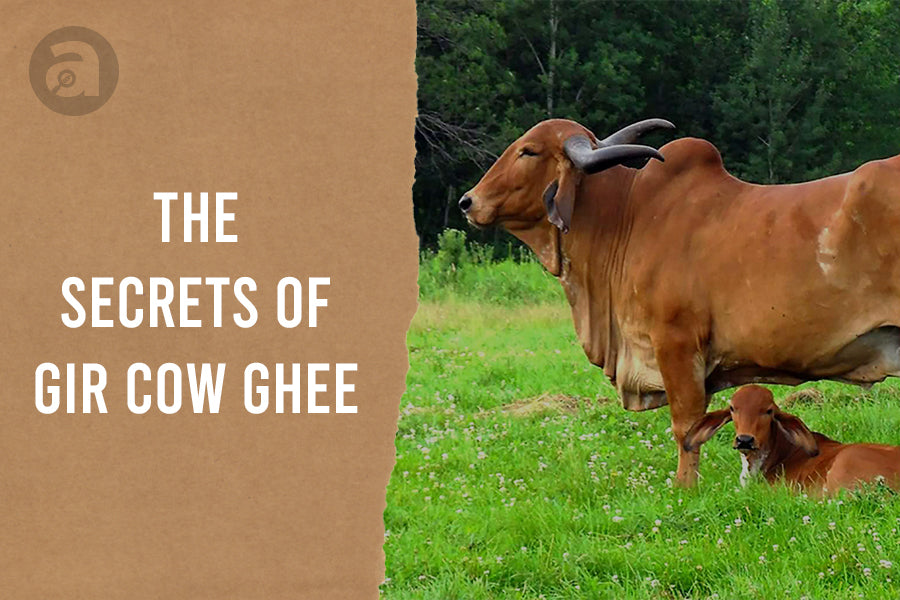 Secrets of Gir Cow Ghee