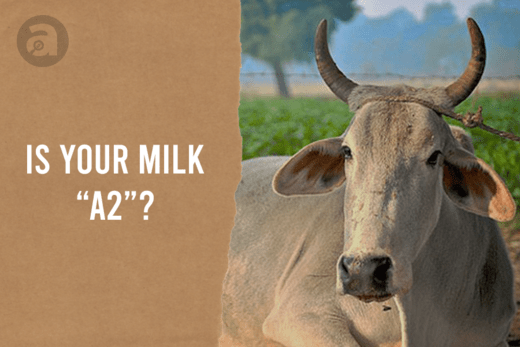 Is your milk A2