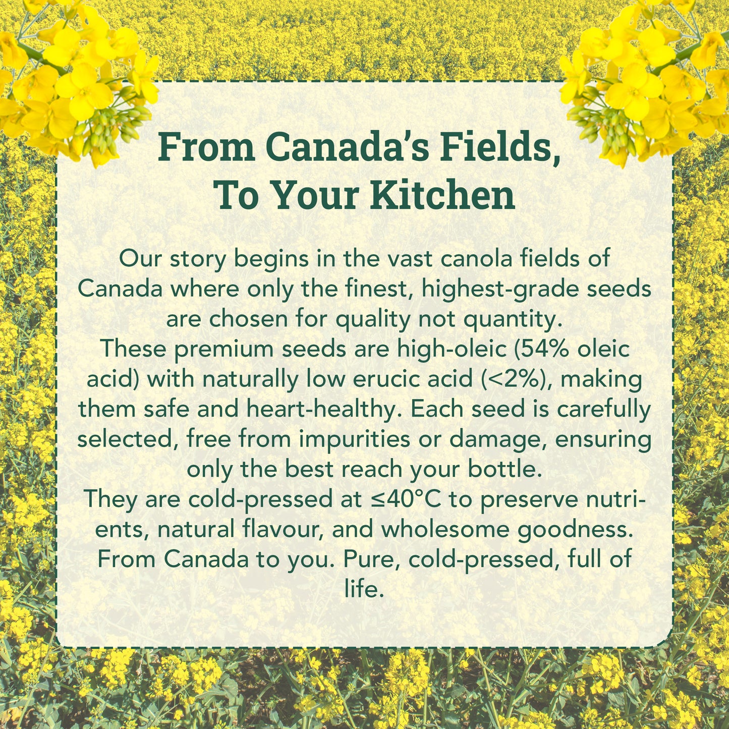 Cold-Pressed Canola Oil