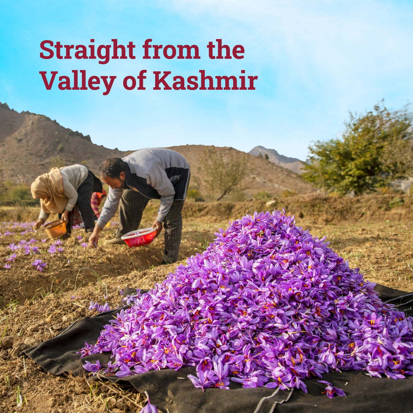 Kashmiri Mongra Saffron