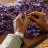 Traditional handpicking
